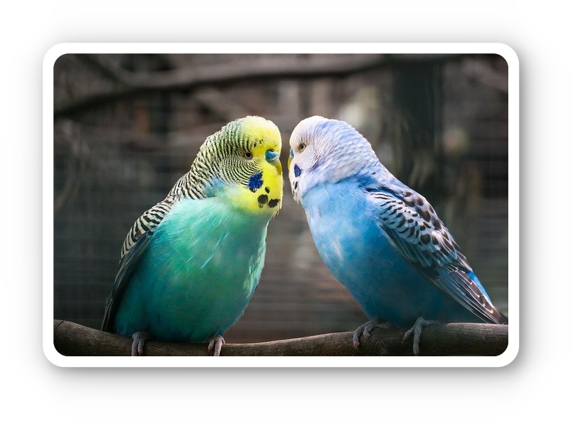 Bild zwei Wellensittiche auf namenssuche