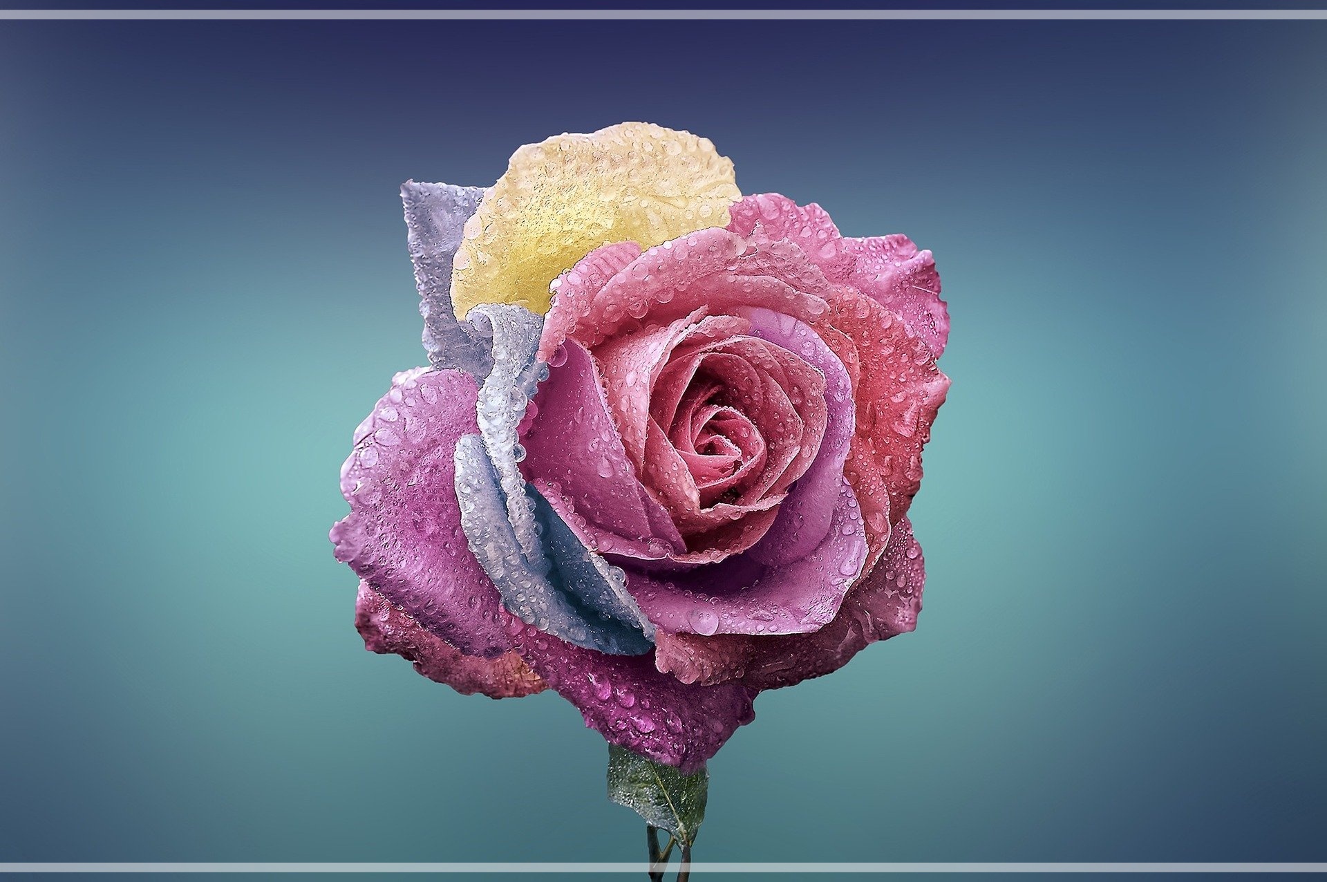 rosarose mit gelben und lila blättern