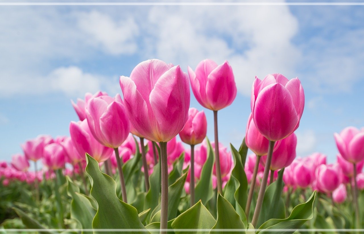 tulpenwiese mit rosa tulpen