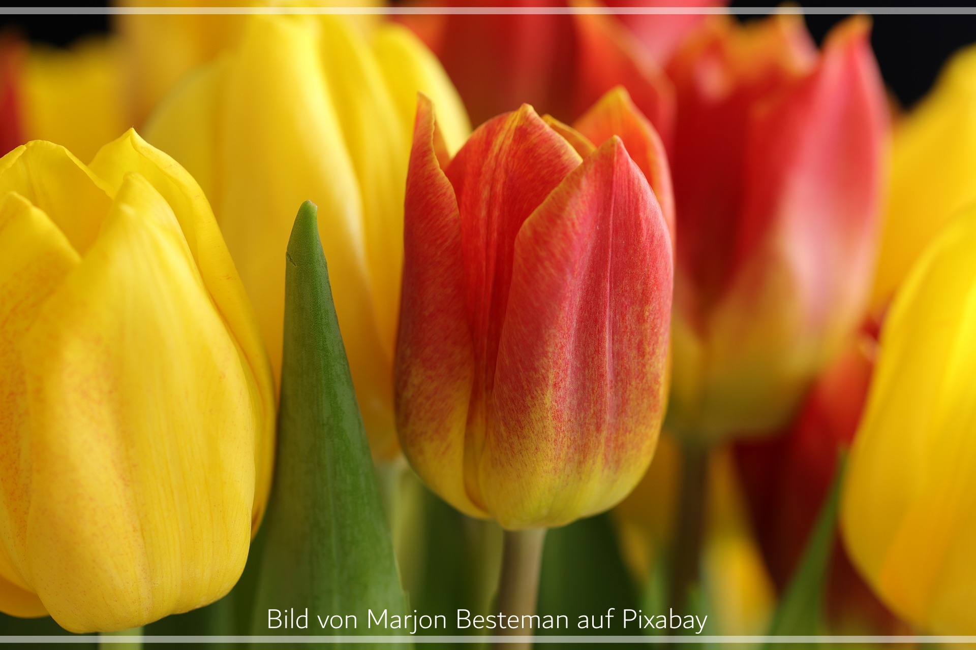 tulpen, gelb und rotgelb